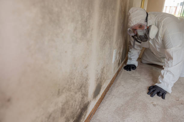 Why You Should Choose Our Mold Remediation Services in Mcclure, PA